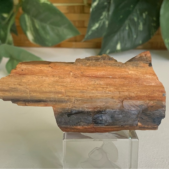 Red Petrified Wood Limb Orange Black Rough Display Specimen 3.3"x1.75" 142g 5oz - Picture 10 of 15